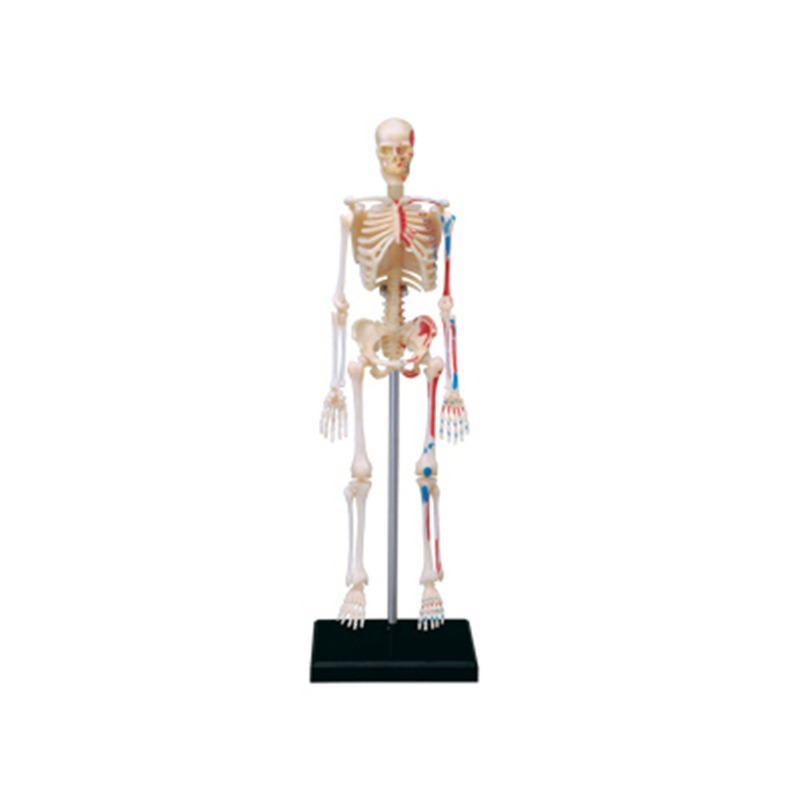 Modèle d'anatomie du squelette - Medical Lab Technology avis et prix
